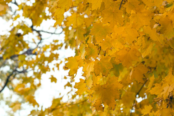 A closeup view of bright yellow autumn leaves gently swaying on tree branches, which creates a warm, inviting atmosphere and adds a beautiful touch to the natural surroundings in the fall season