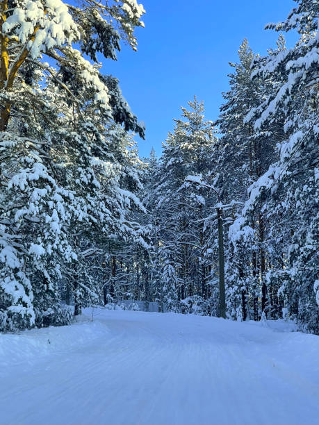 istock Winter forest on a sunny day 2181747905