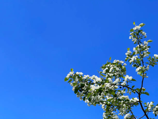 Branch with white flowers against blue sky, floral background