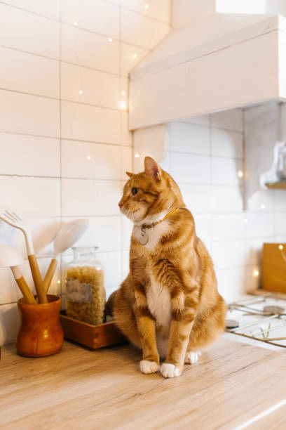 istock Cute cat is sitting on a counter in a kitchen. Warm and inviting atmosphere 2181747916