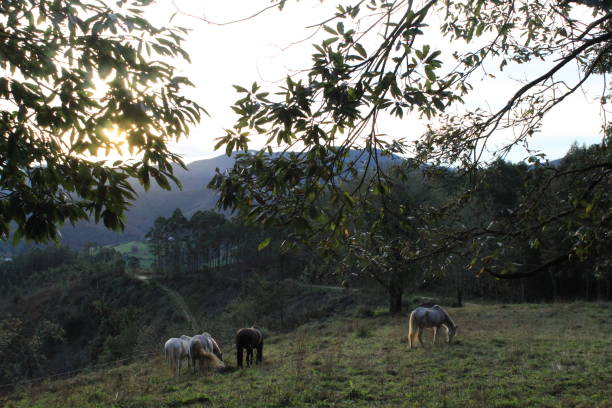 istock Group of horses in peace 2181749400