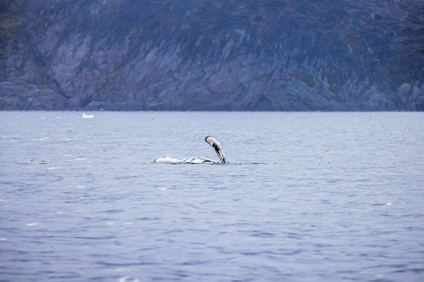 Fins of a breaching humpback whale, Megaptera novaeangliae in a fjord outside Ilulissat in western Greenland which is an UNESCO World Heritage Site