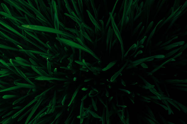 abstract green natural background of vegetation. Ecology and environment