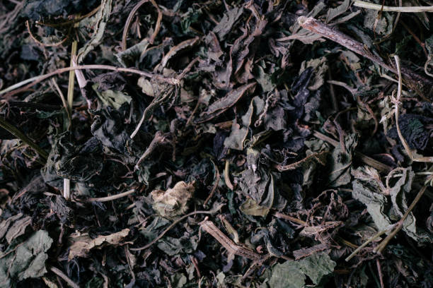 Overhead view of dried nettle leaves.