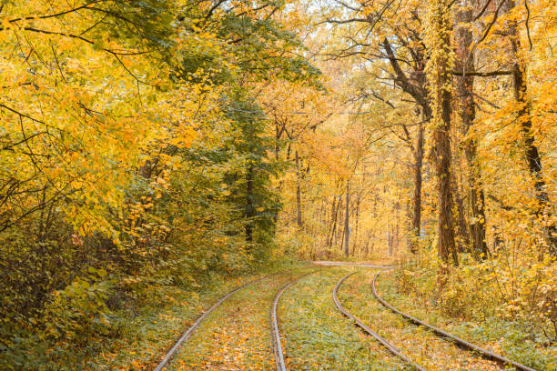 Rails, railway in yellow autumn deciduous forest. Fall landscape in park with tramway, urban environmentally eco friendly, electric transport.