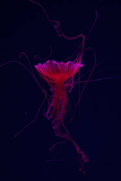 istock Fluorescent jellyfish swimming underwater aquarium pool with red neon light. 2181753493