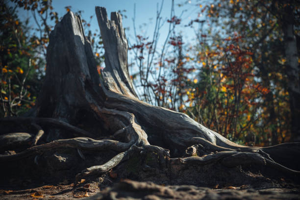 Close-up of an old tree trunk and exposed roots, showcasing natural weathering, cracks, and rugged textures. The organic form and earthy tones reflect the raw beauty of nature and the passage of time. Ideal for themes like decay, forest life, nature texture, or environmental backgrounds.