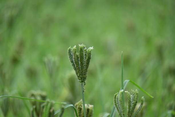 Eleusine coracana or finger millet plants. It is called Ragi and madua in India and Kodo in Nepal. It  is an annual herbaceous plant. Its widely grown as a cereal crop in the in Africa and Asia.