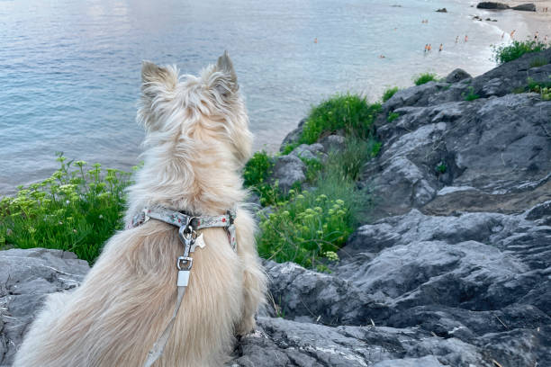istock Cairn Terrier dog on the rocks 2181755947