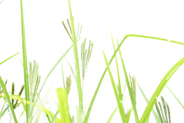 Eleusine coracana or finger millet plants. It is called Ragi and madua in India and Kodo in Nepal. It  is an annual herbaceous plant. Its widely grown as a cereal crop in the in Africa and Asia.