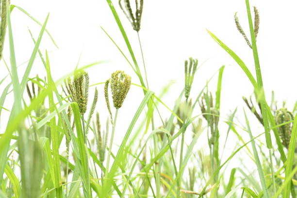 istock Eleusine coracana or finger millet plants. 2181756880