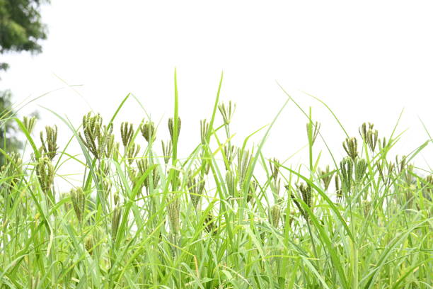 Eleusine coracana or finger millet plants. It is called Ragi and madua in India and Kodo in Nepal. It  is an annual herbaceous plant. Its widely grown as a cereal crop in the in Africa and Asia.