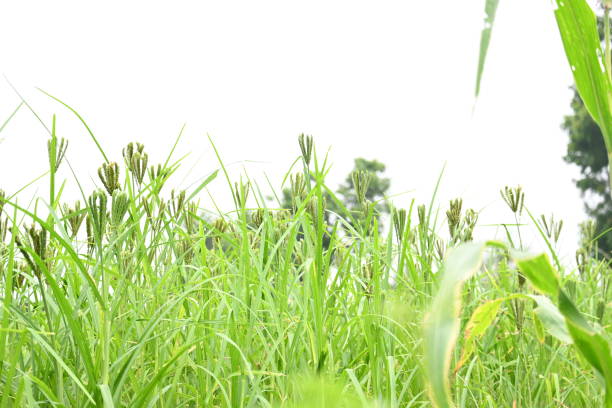 istock Eleusine coracana or finger millet plants. 2181756931