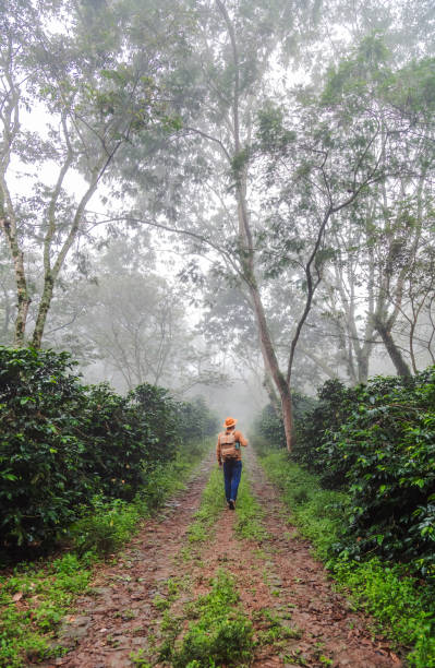 istock Man enjoying the serenity, decked out in hat and backpack, as he strolls through a beautiful field of coffee plants in Mexico. Concept of travel, exploration, coffee. 2181757616