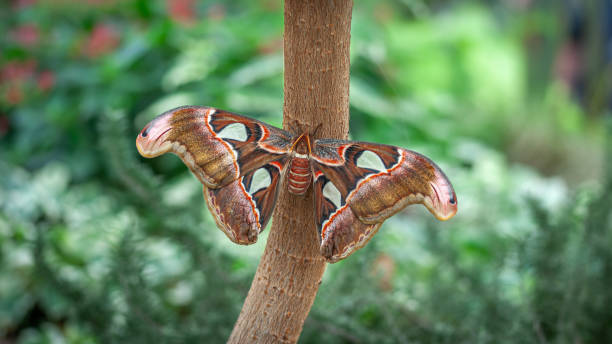 istock Atlas moth, (Attacus atlas), Saturniidae, Attacus, Papillon Atlas. 2181757846