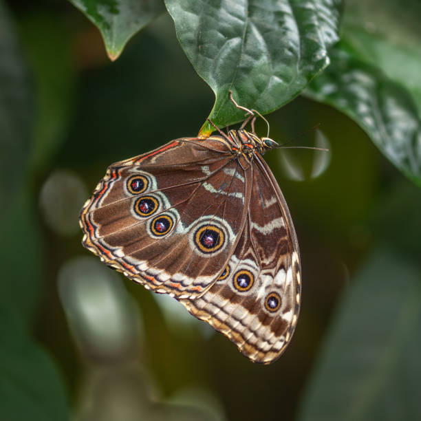 istock Helenor blue morpho or common blue morpho butterfly, (Morpho elenor),  Morpho bleu. 2181757910
