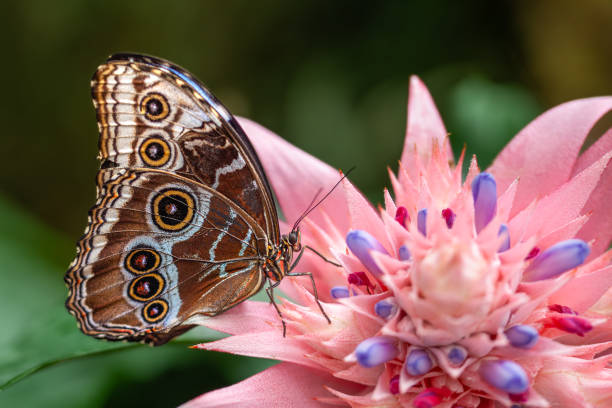 A common blue morpho at the insectarium of the botanical garden of Montreal.
