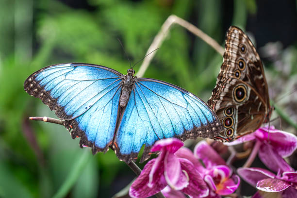 istock Helenor blue morpho or common blue morpho butterfly, (Morpho elenor),  Morpho bleu. 2181757968