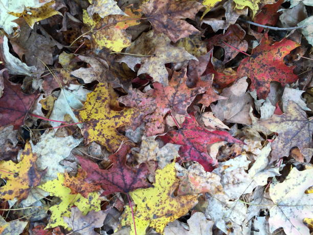 istock Autumn Fallen Leaves Outdoor Nature 2181759587