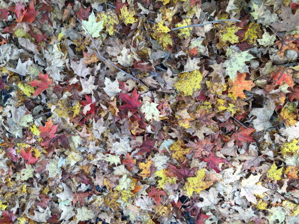 istock Autumn Fallen Leaves Outdoor Nature 2181759589