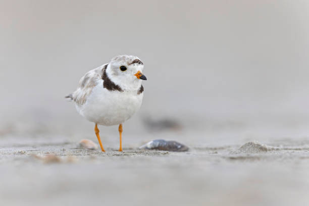 istock A piping plover (Charadrius melodus) perched on the beach at sunset. 2181760942