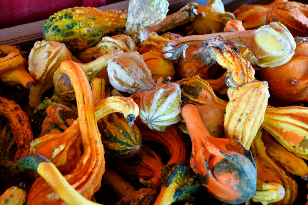 istock Array of color gourds for sale 2181761135