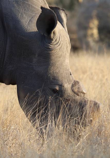 istock Dehorned Rhino Portrait 2181761294