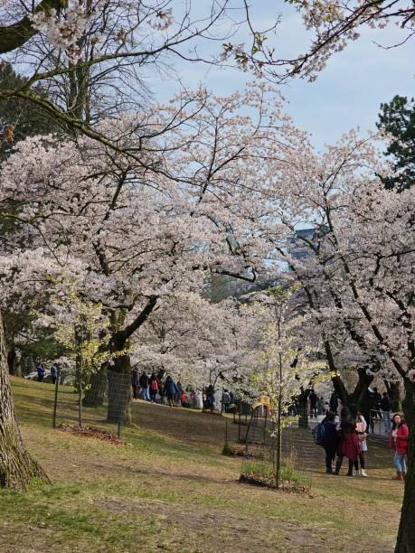 istock Sakura Cherry Blossom High Park spring Toronto Ontario Canada 2181761335