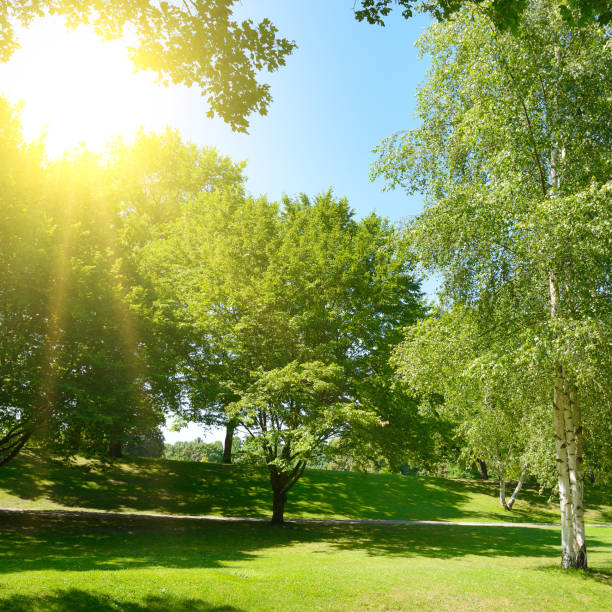 istock Bright sun in summer city park 2181762395