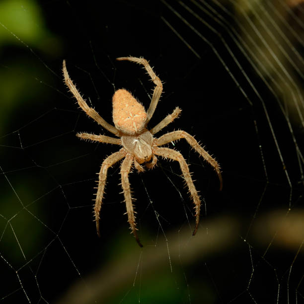 istock Large poisonous spider spins a web to hunt 2181762399