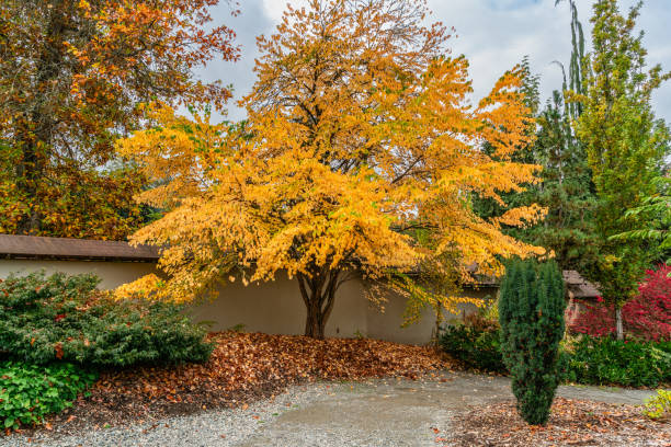 istock Kubota Autumn Entrance 3 2181763539