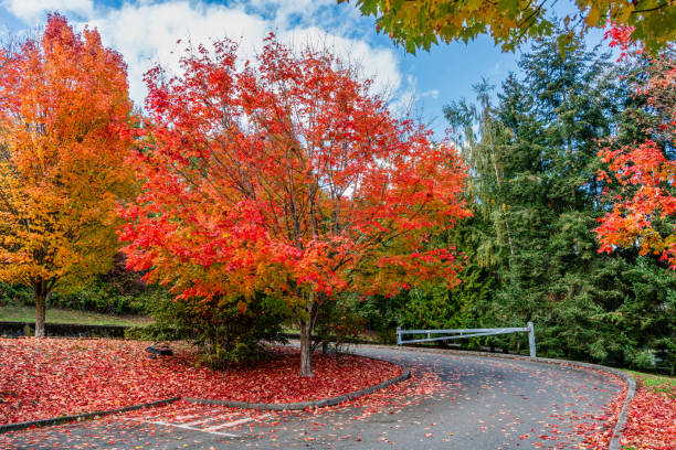 istock Lake Autumn Trees 3 2181763560