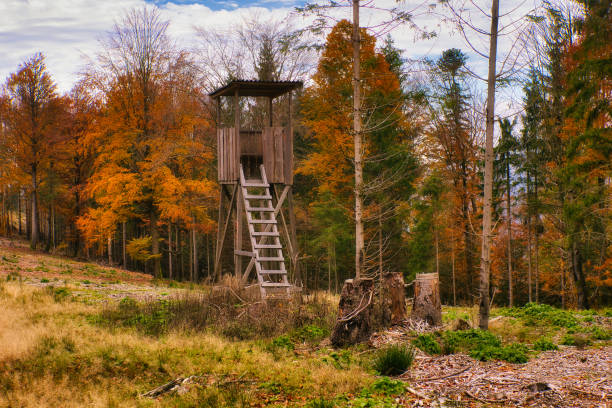 istock Autumn in the Thuringian Forest 2181763783