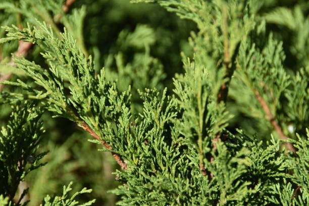 istock An Autumnal Garden Plant 2181764512