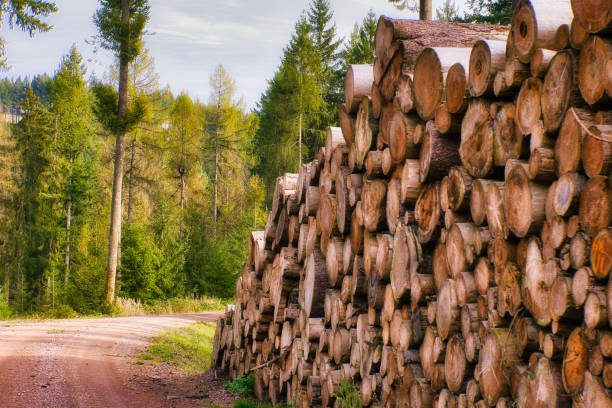 istock Autumn in the Thuringian Forest 2181764558
