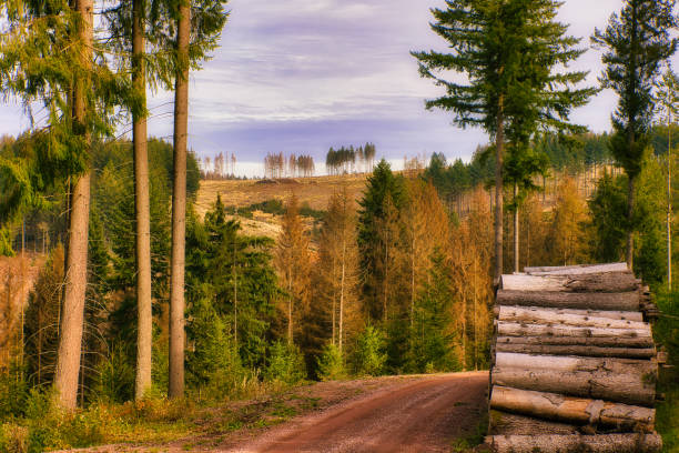 Autumn in the Thuringian Forest