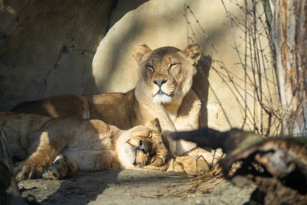 Lions at the Cleveland Zoo