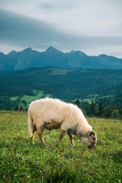 Sheep Roaming Freely Amidst Lush Green Fields with the Stunning High Tatras as a Backdrop: Celebrating the Dairy Farming Heritage of Slovakia and Poland