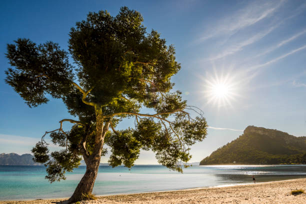 Cala Formentor, an early luxury destination in Mallorca, was favored by prominent figures such as Charlie Chaplin and Winston Churchill. Its crescent-shaped, golden sandy beach bordered by tranquil turquoise waters, lush pine forest, and mountain views make it a stunning spot to visit.