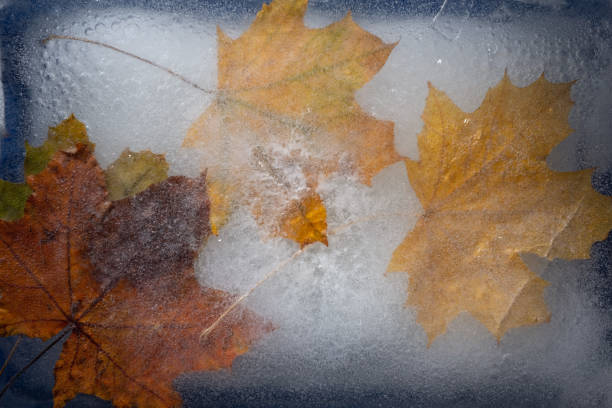 istock autumn yellow leaves in ice on a blue background 2181766965