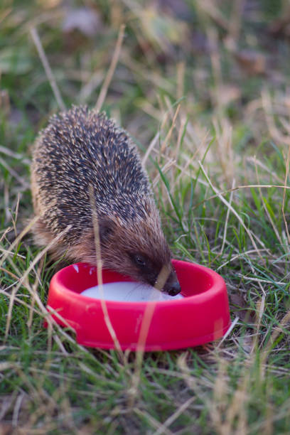 istock wild hedgehog drinks milk from a bowl on a background of green grass 2181767369