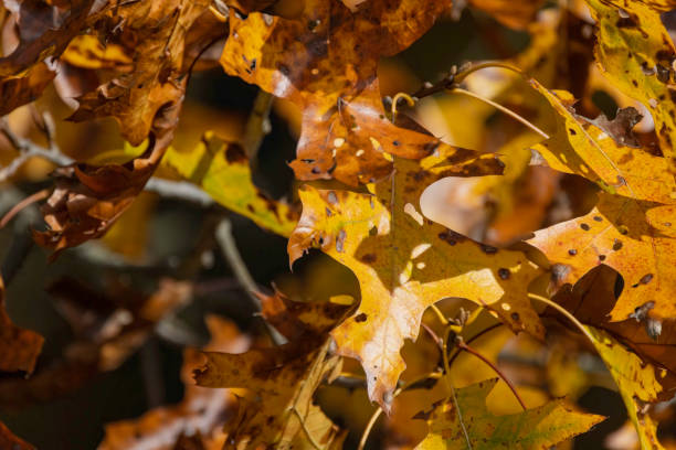 istock Autumn colors of an oak leafs on tree 2181768244