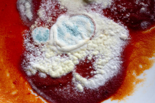 Blue and white mold grows on red tomato sauce, in different layers, like an abstract painting