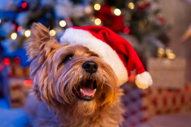 Adorable dog wearing a Santa hat, surrounded by Christmas lights, creating a warm, festive holiday atmosphere.