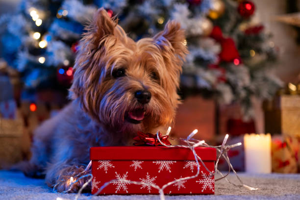 Close-up of a happy dog lying down with festive Christmas lights, creating a cozy and peaceful holiday ambiance.