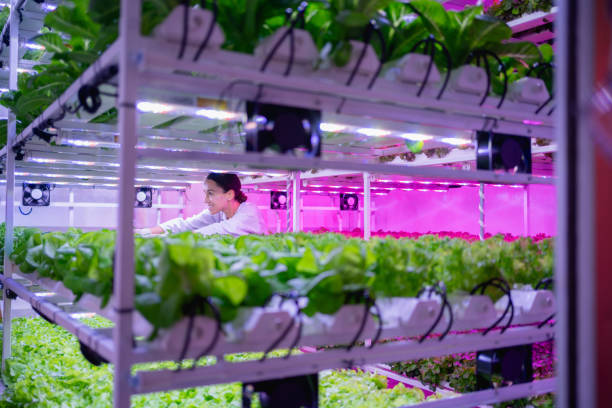 istock Female scientist harvesting vegetables and assessing quality in a hydroponics farm under LED lighting. Organic fresh vegetable. 2181769959