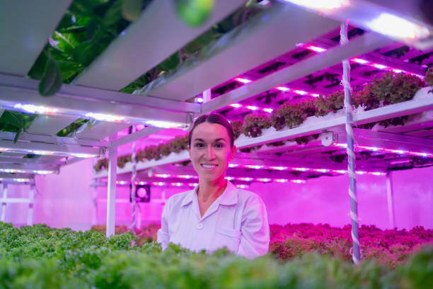 istock Female scientist harvesting vegetables and assessing quality in a hydroponics farm under LED lighting. Organic fresh vegetable. 2181770126
