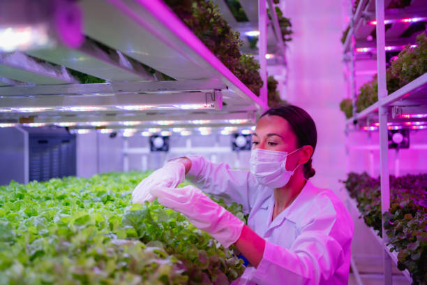istock Female scientist harvesting vegetables and assessing quality in a hydroponics farm under LED lighting. Organic fresh vegetable. 2181770193