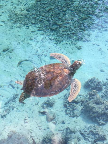 istock Turtle swimming in Bora Bora sanctuary 2181770549