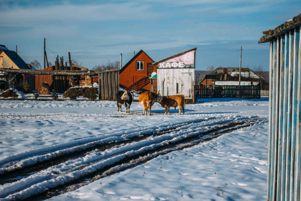 Artybash, Russia - November 4, 2014: Cows roam freely among wooden houses in winter. Free range eco farms. A rural winter scene in Artybash village, Altai Mountains, Russia. Blanketed in snow, capturing serene village life. High quality photo